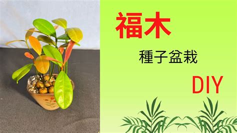 福木換盆|誰家門前種福樹最旺財？